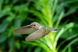 Hummingbird in Lava Hot Springs Sunken Gardens
