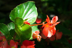 Flowers in Lava Hot Springs Sunken Gardens
